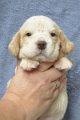 Afb_20131016_R1 Yeller